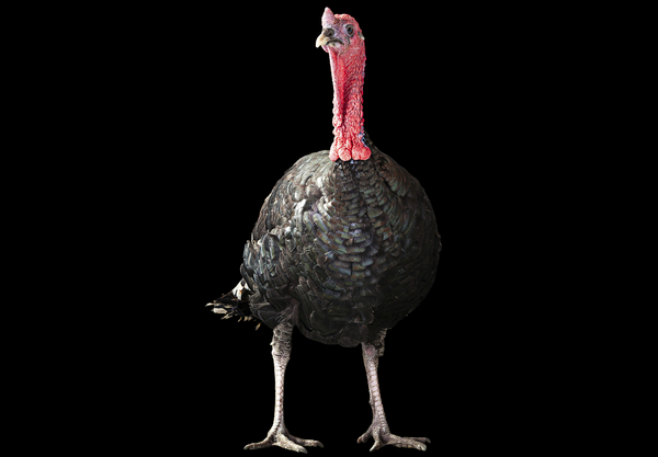 Why do we eat turkey for Thanksgiving? The First Thanksgiving 21414 0